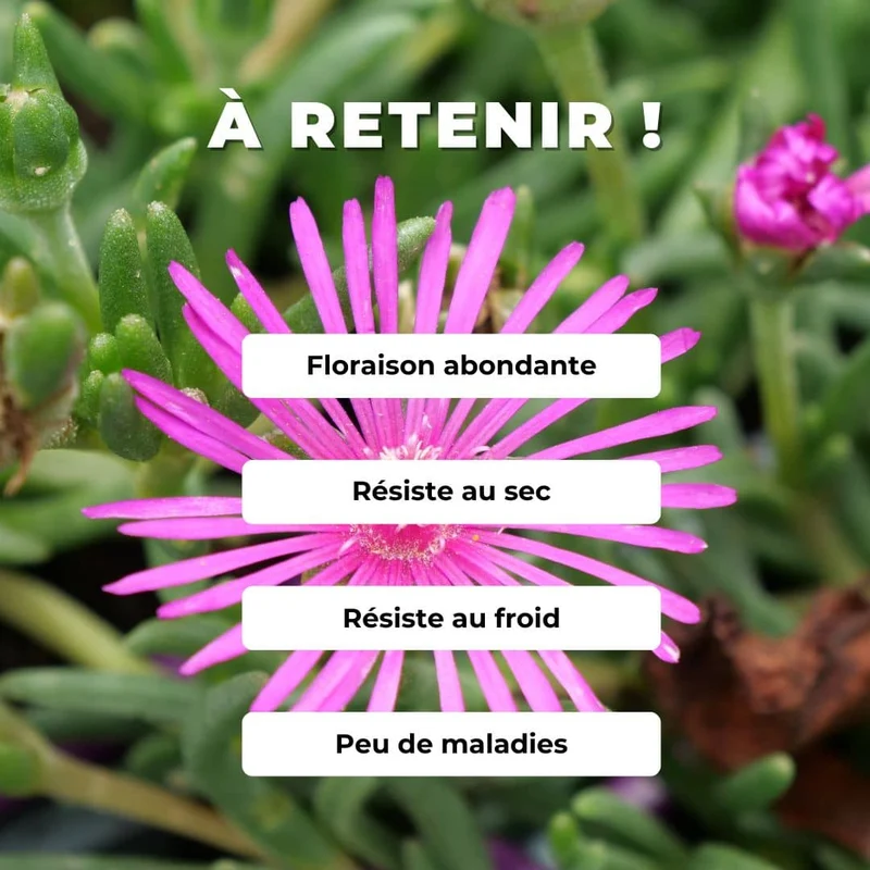 Pourpier vivace de Cooper — Plant