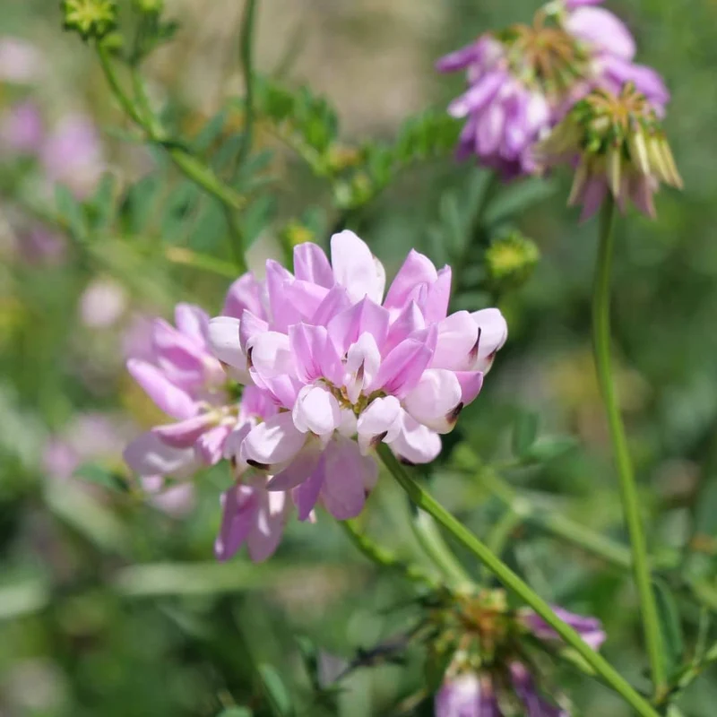 Coronille bigarrée — Graines ou plant