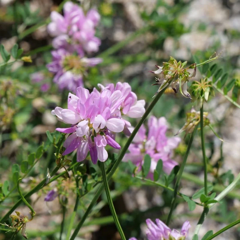 Coronille bigarrée — Graines ou plant