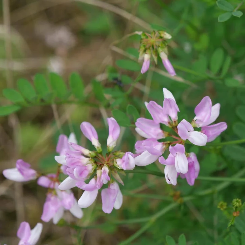 Coronille bigarrée — Graines ou plant