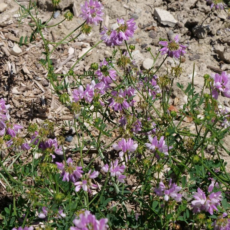Coronille bigarrée — Graines ou plant