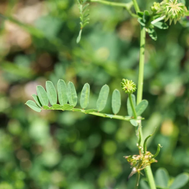 Coronille bigarrée — Graines ou plant