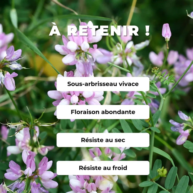 Coronille bigarrée — Graines ou plant