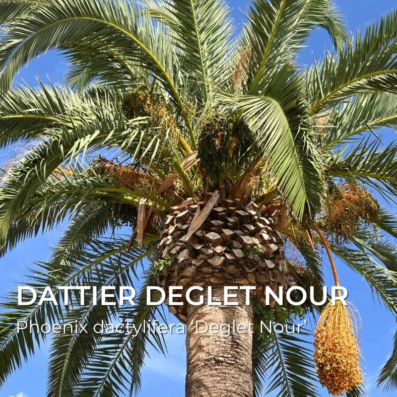 Grainebox — Les Merveilles d’Afrique