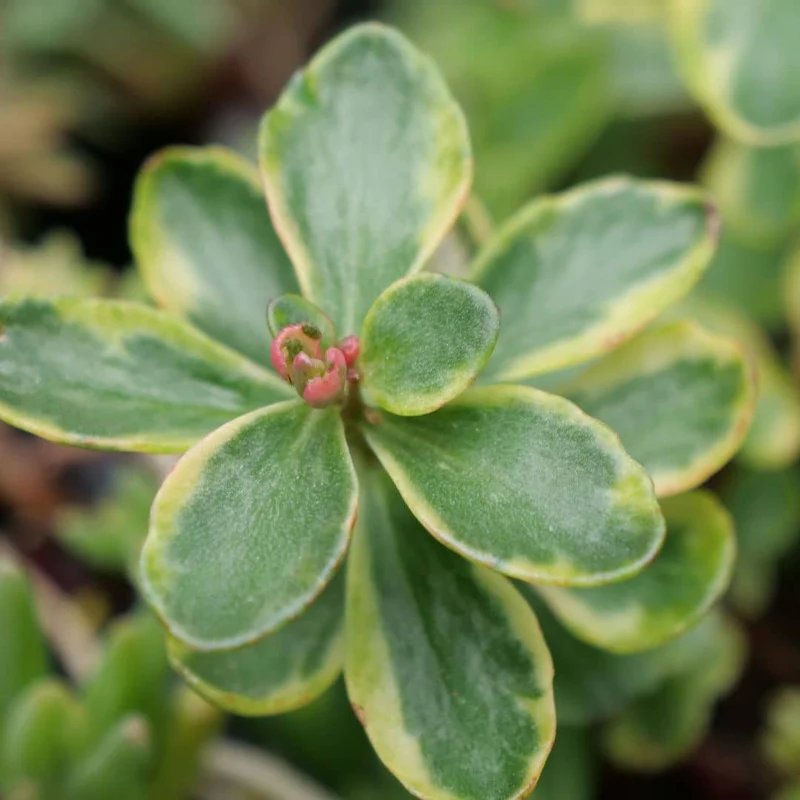 Orpin panaché du Kamtchatka — Plant