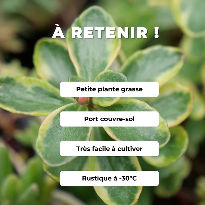Orpin panaché du Kamtchatka — Plant