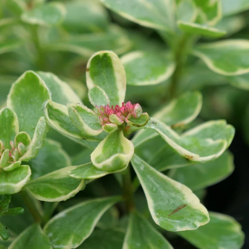 Orpin panaché du Kamtchatka — Plant
