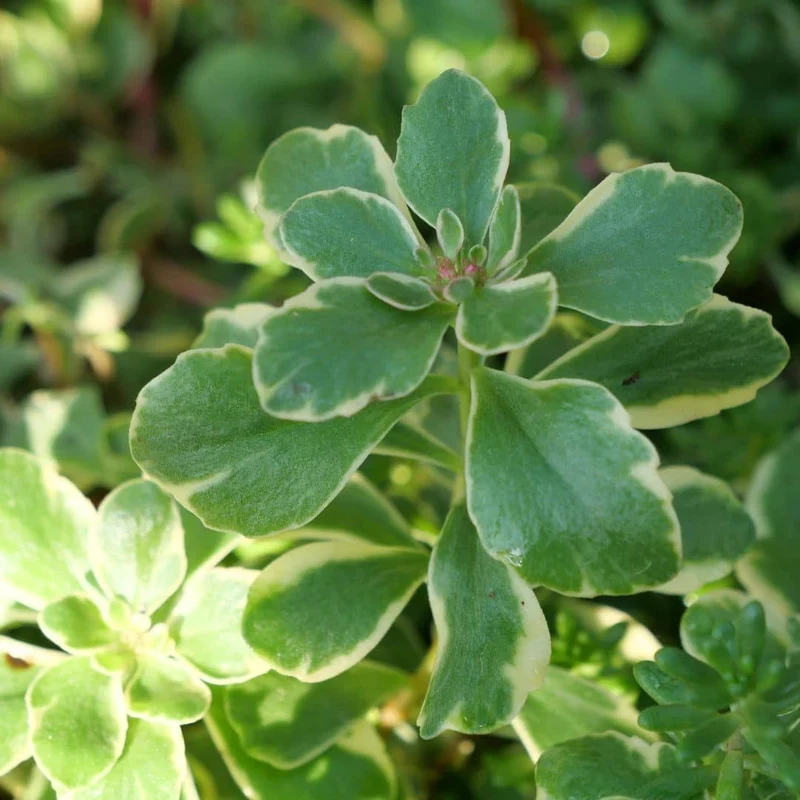 Orpin panaché du Kamtchatka — Plant