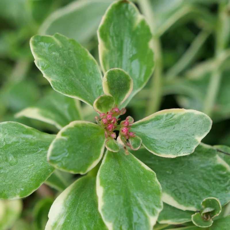 Orpin panaché du Kamtchatka — Plant