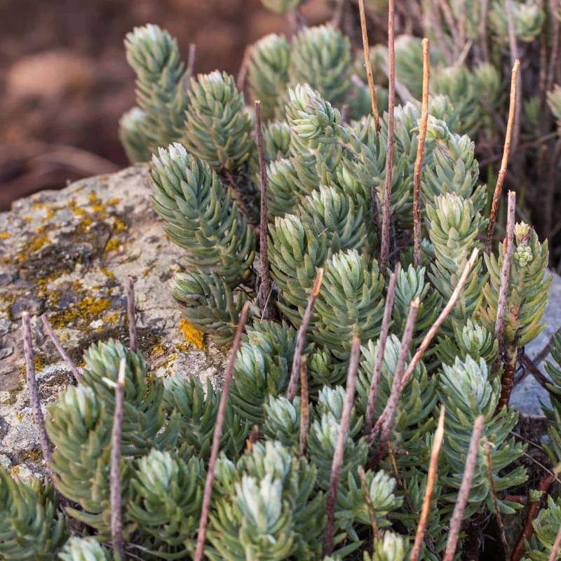 Orpin réfléchi — Plant