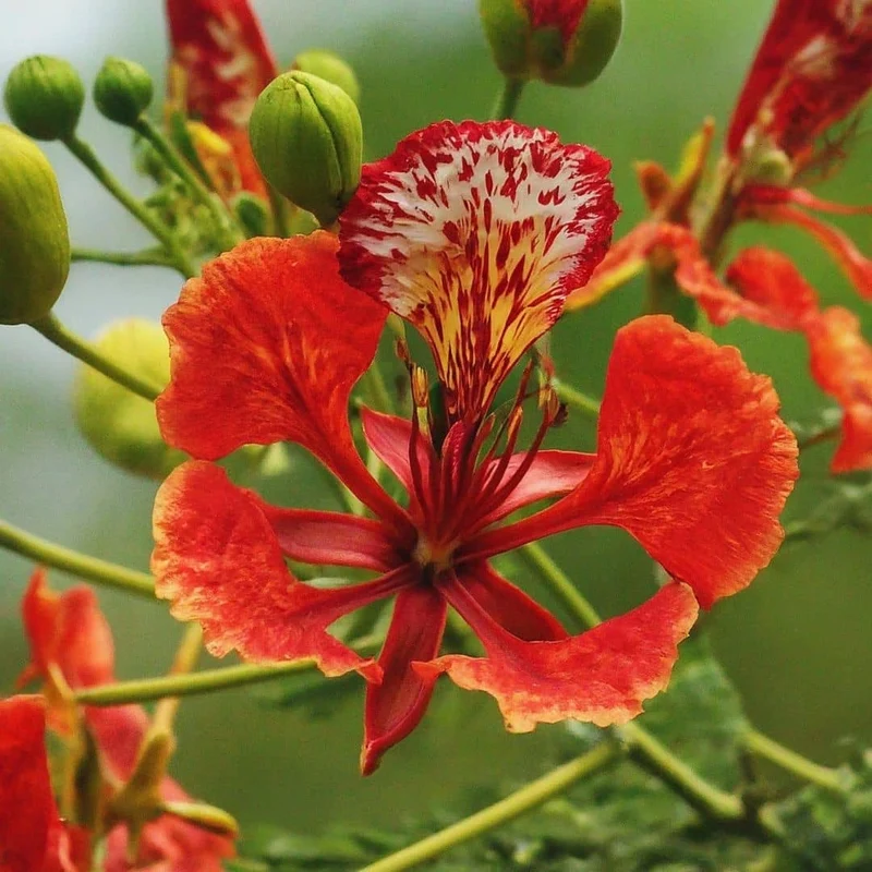 Flamboyant rouge — Graines ou plant