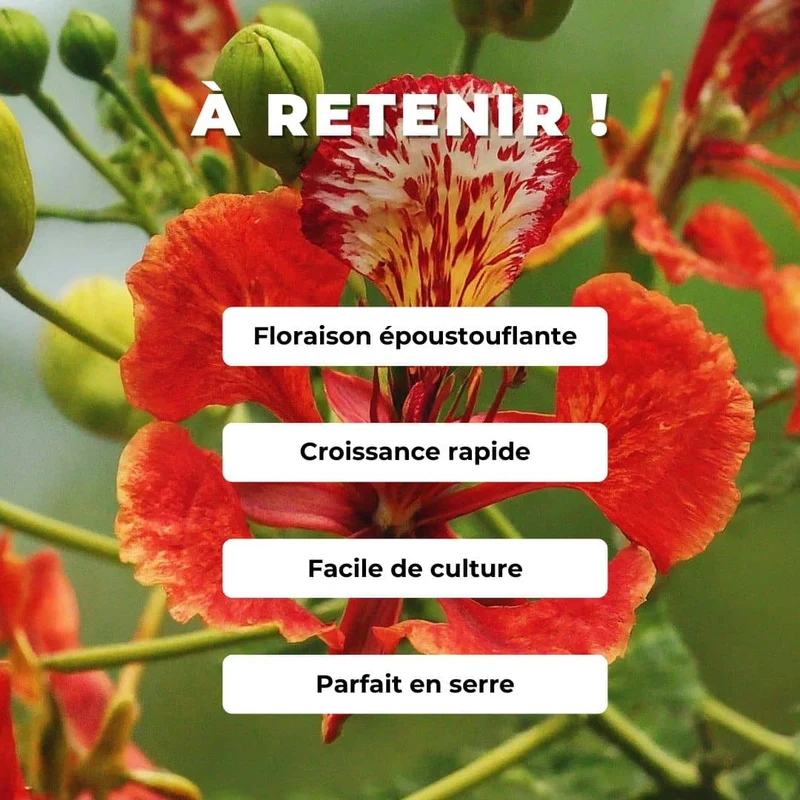 Flamboyant rouge — Graines ou plant