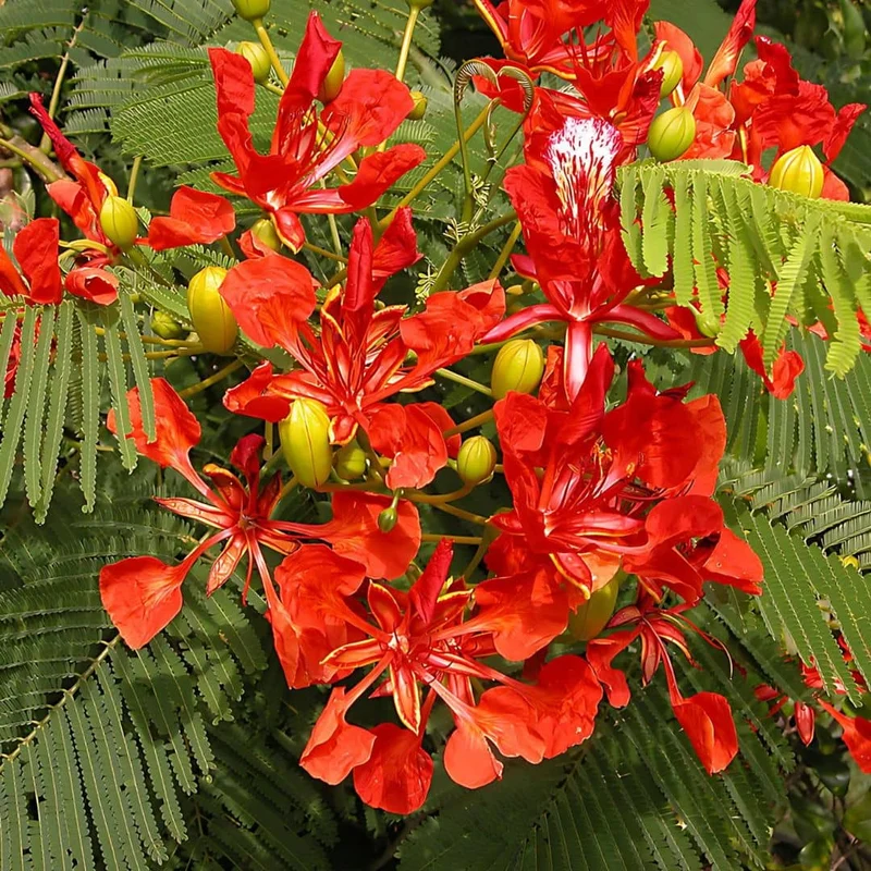 Flamboyant rouge — Graines ou plant