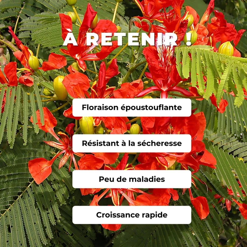 Flamboyant rouge — Graines ou plant