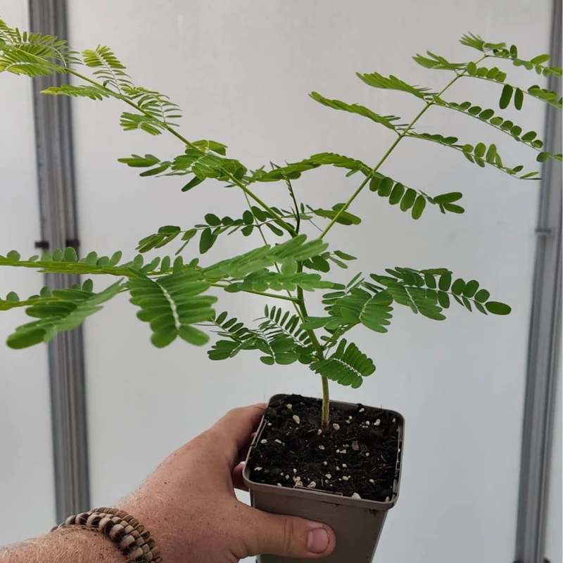 Flamboyant rouge — Graines ou plant