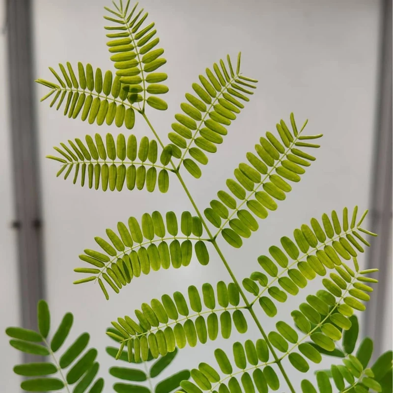Flamboyant rouge — Graines ou plant