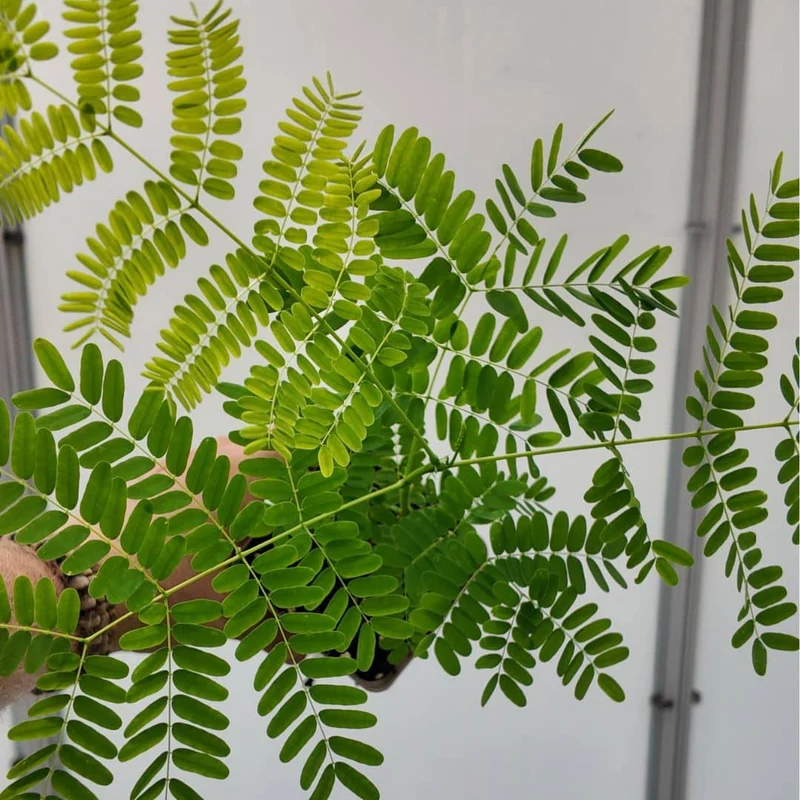 Flamboyant rouge — Graines ou plant