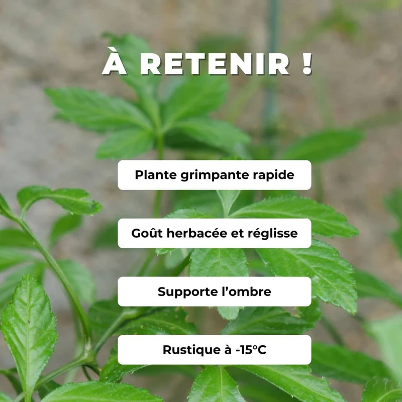 Jiaogulan — Herbe de l’immortalité — Plant
