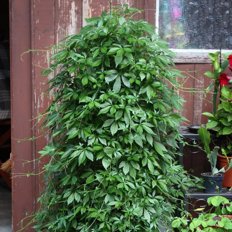 Jiaogulan — Herbe de l’immortalité — Plant