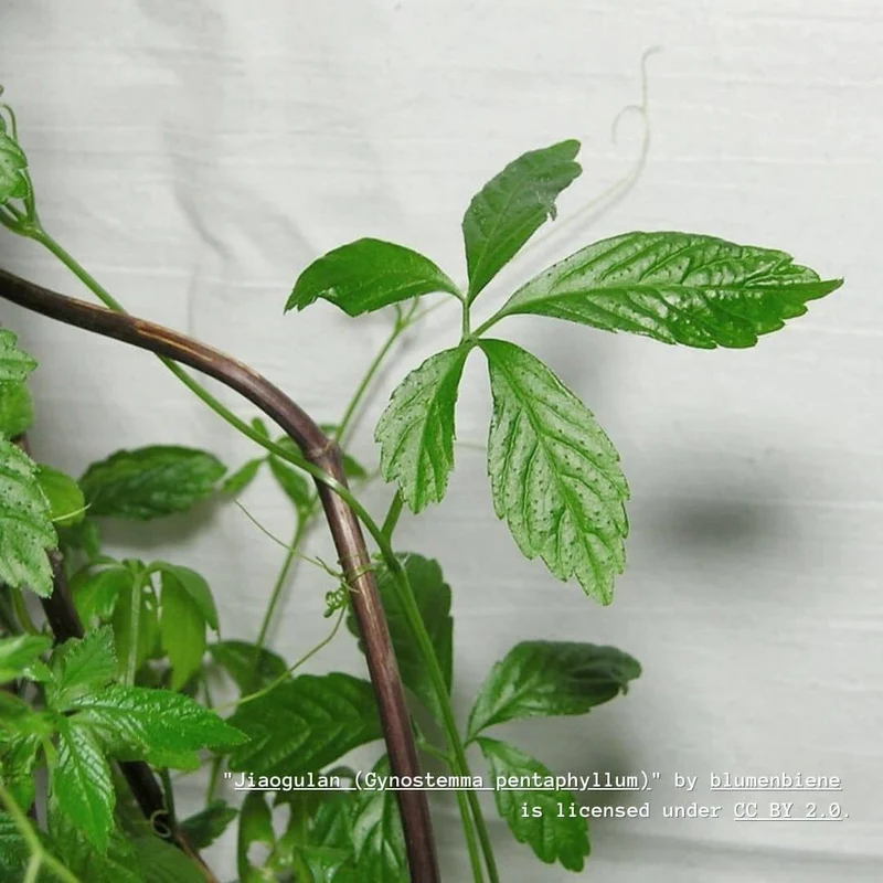 Jiaogulan — Herbe de l’immortalité — Plant