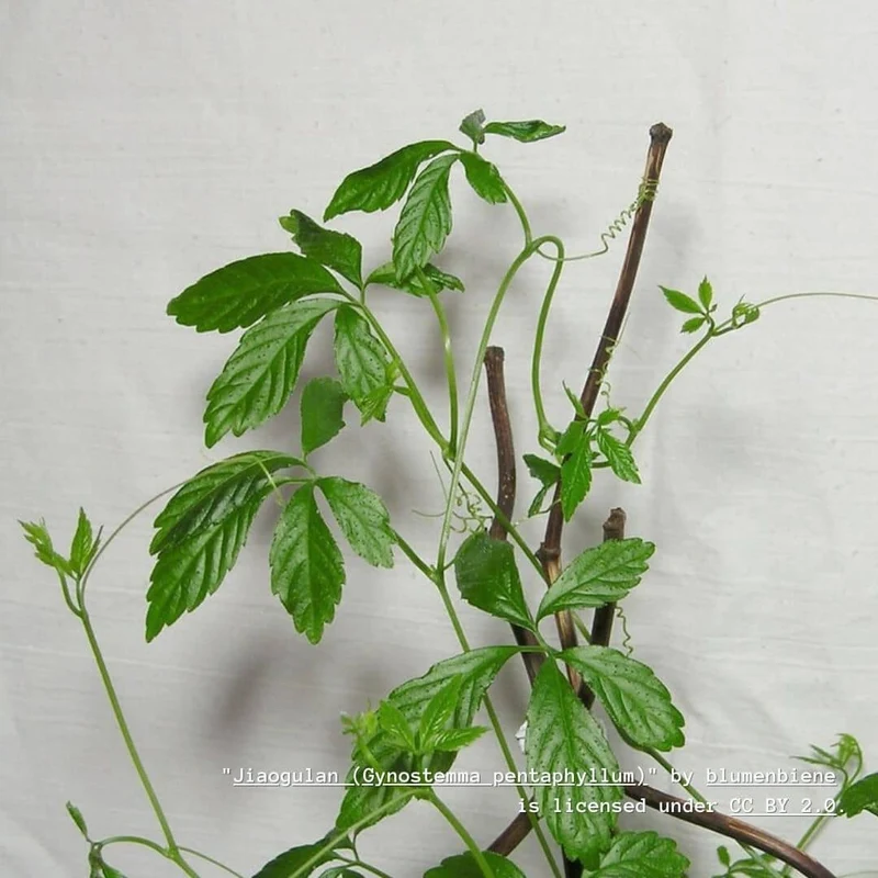 Jiaogulan — Herbe de l’immortalité — Plant