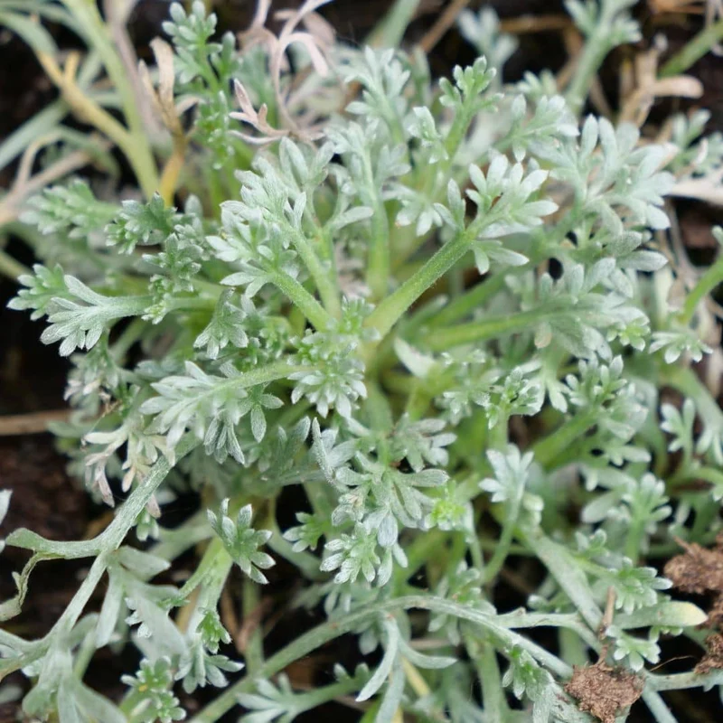 Génépi noir — Plant