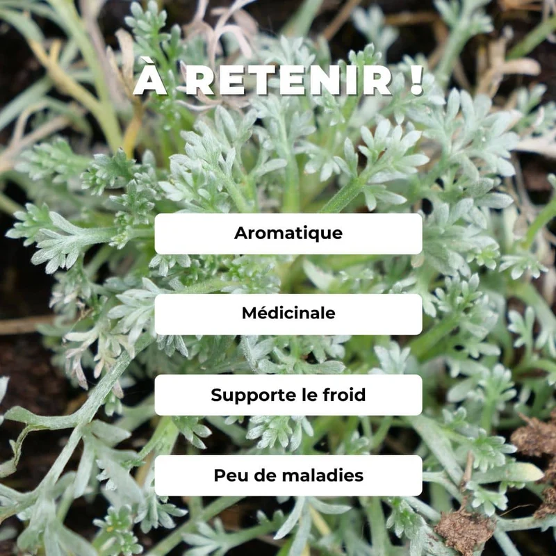 Génépi noir — Plant