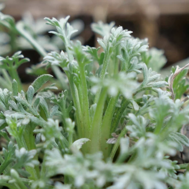Génépi noir — Plant