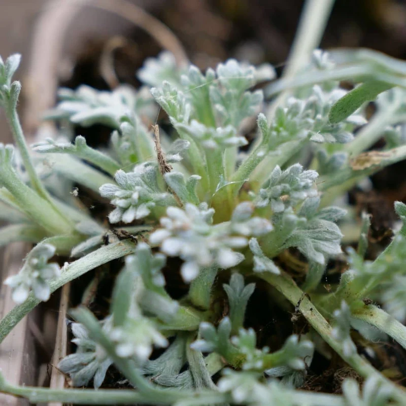 Génépi noir — Plant