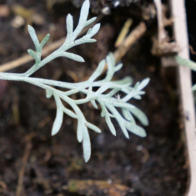 Génépi noir — Plant