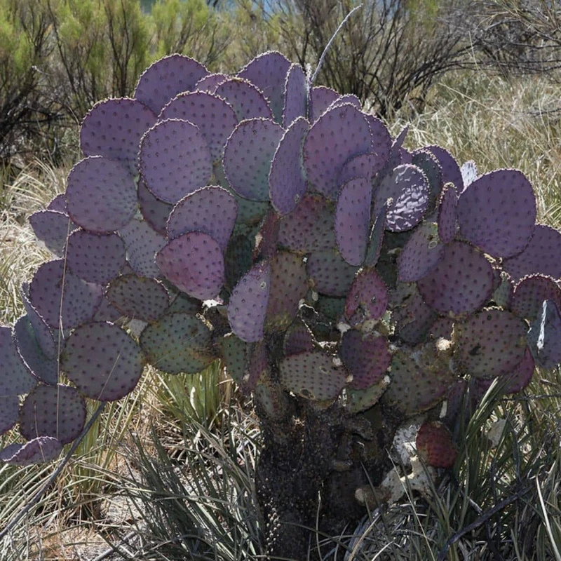 Cactus violet Santa Rita — Graines et bouture