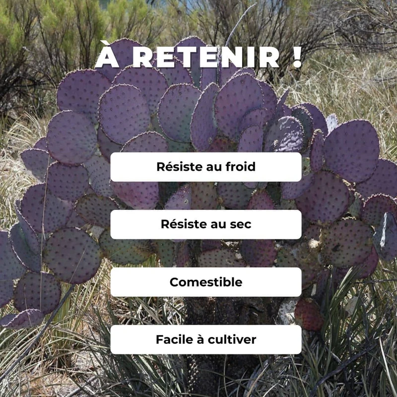 Cactus violet Santa Rita — Graines et bouture