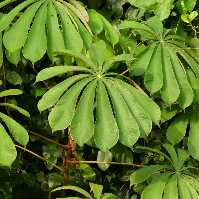 Parasolier africain — Graines
