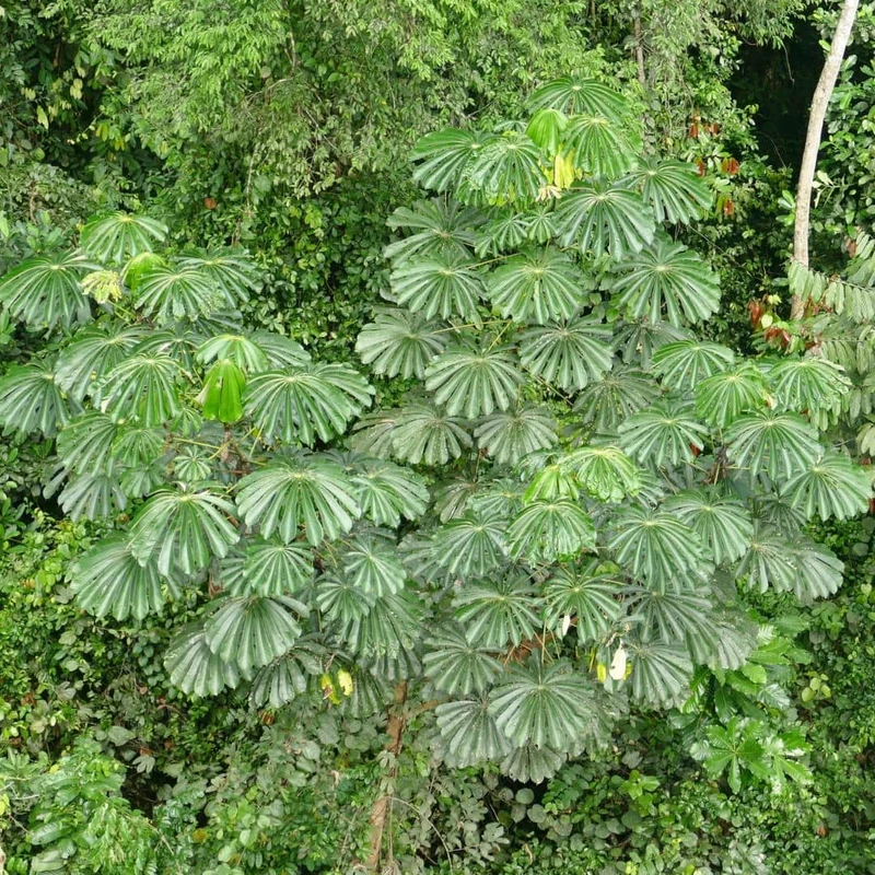 Parasolier africain — Graines