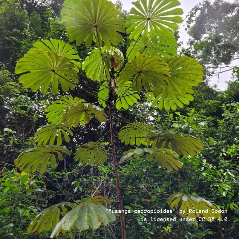 Parasolier africain — Graines