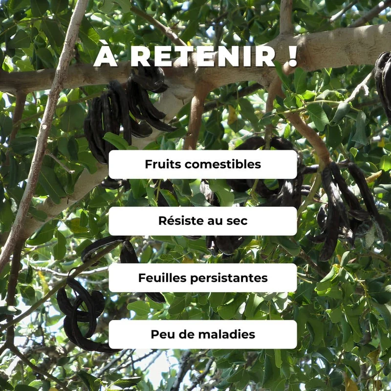 Caroubier — Graines ou plant