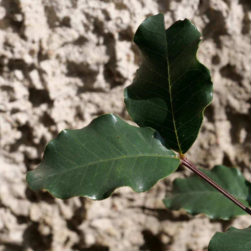 Caroubier — Graines ou plant
