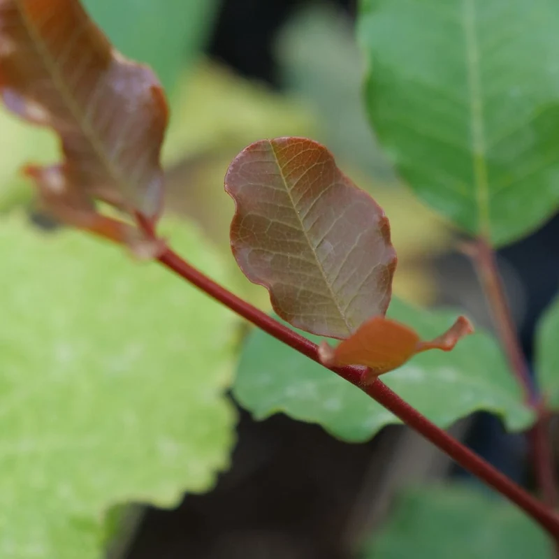 Caroubier — Graines ou plant