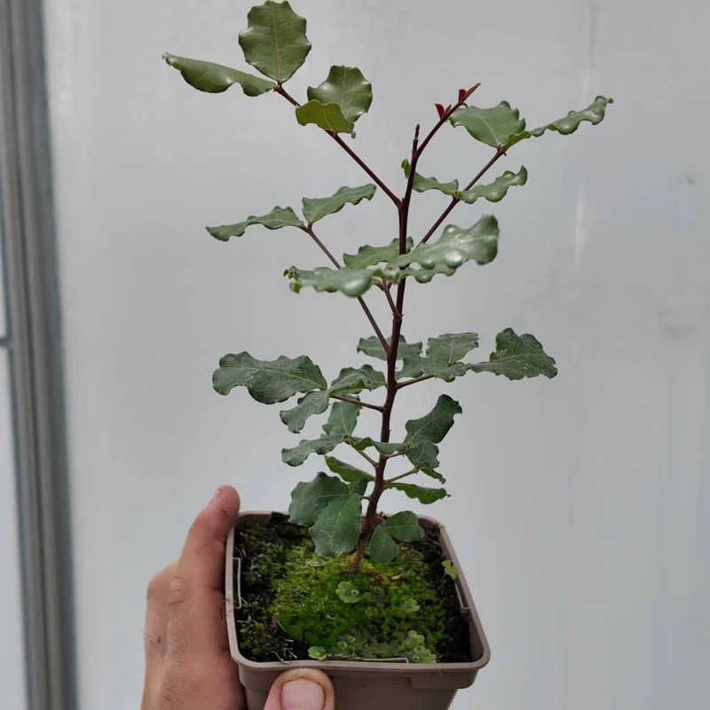Caroubier — Graines ou plant