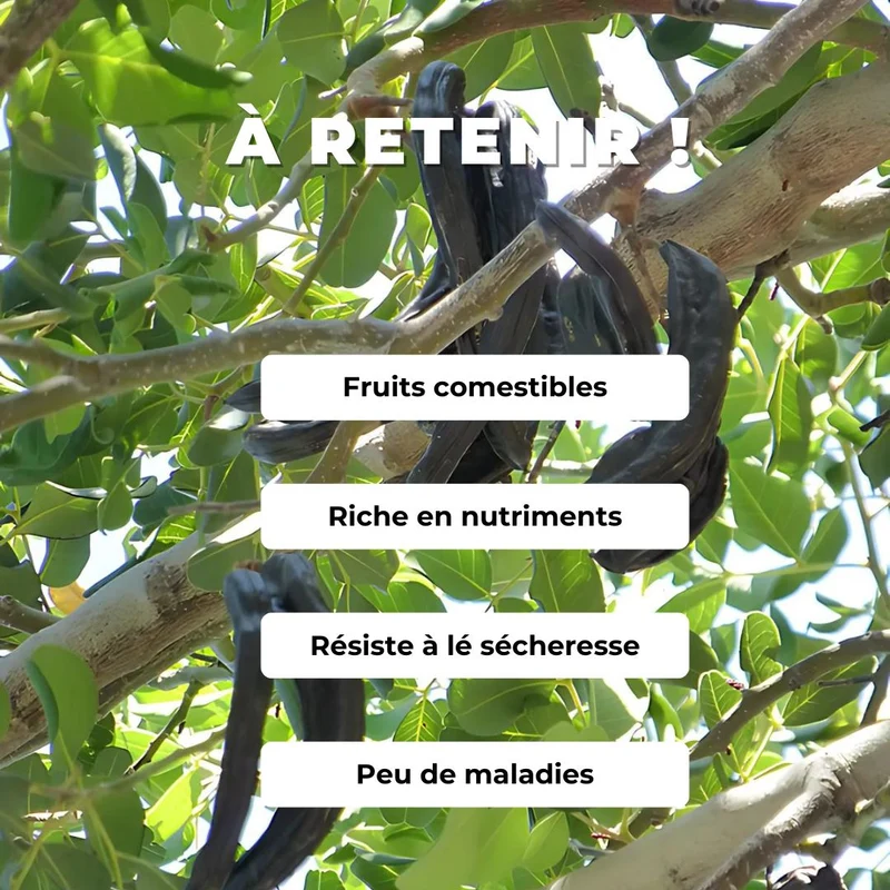 Caroubier — Graines ou plant