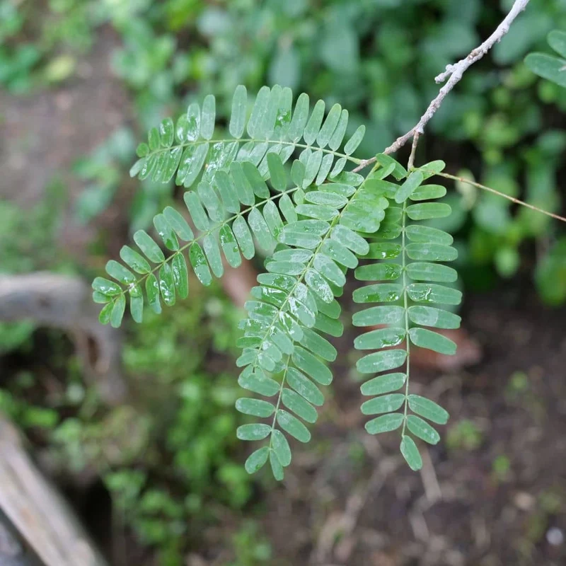 Tamarinier — Graines ou plant