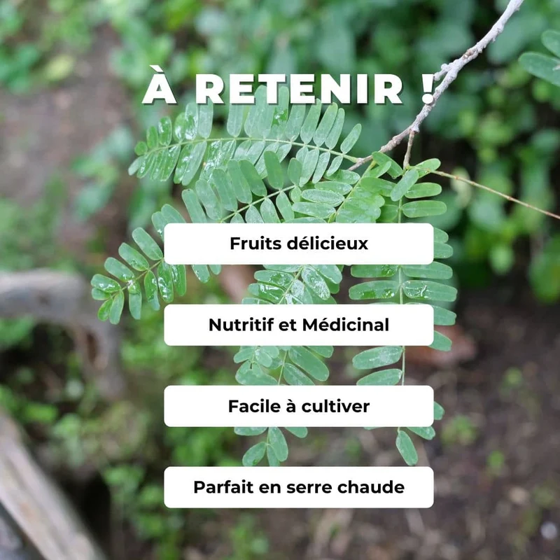 Tamarinier — Graines ou plant