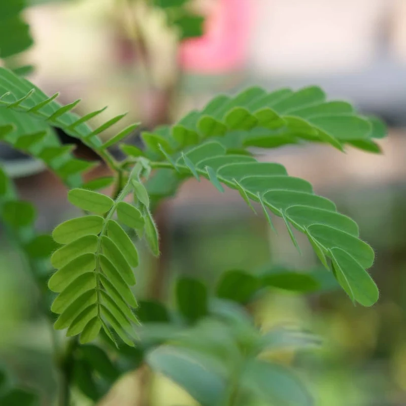 Tamarinier — Graines ou plant