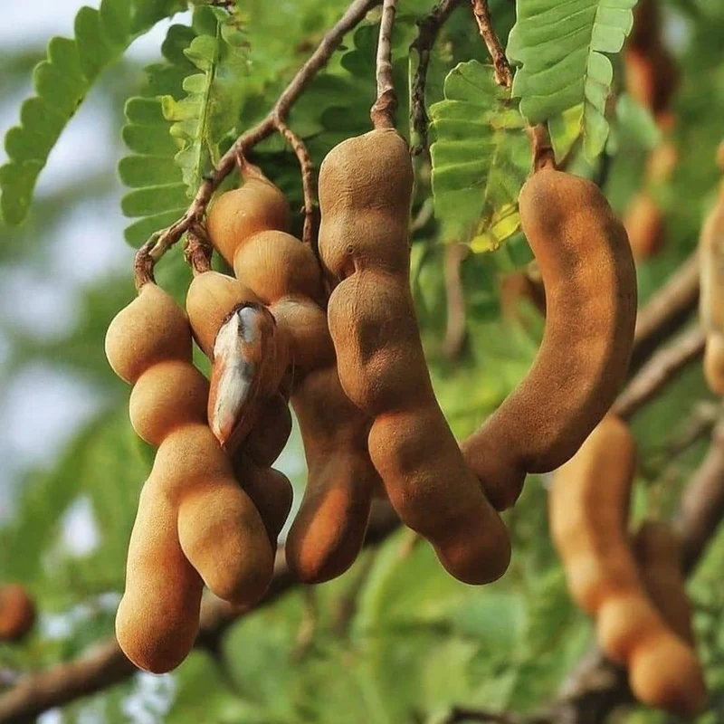 Tamarinier — Graines ou plant