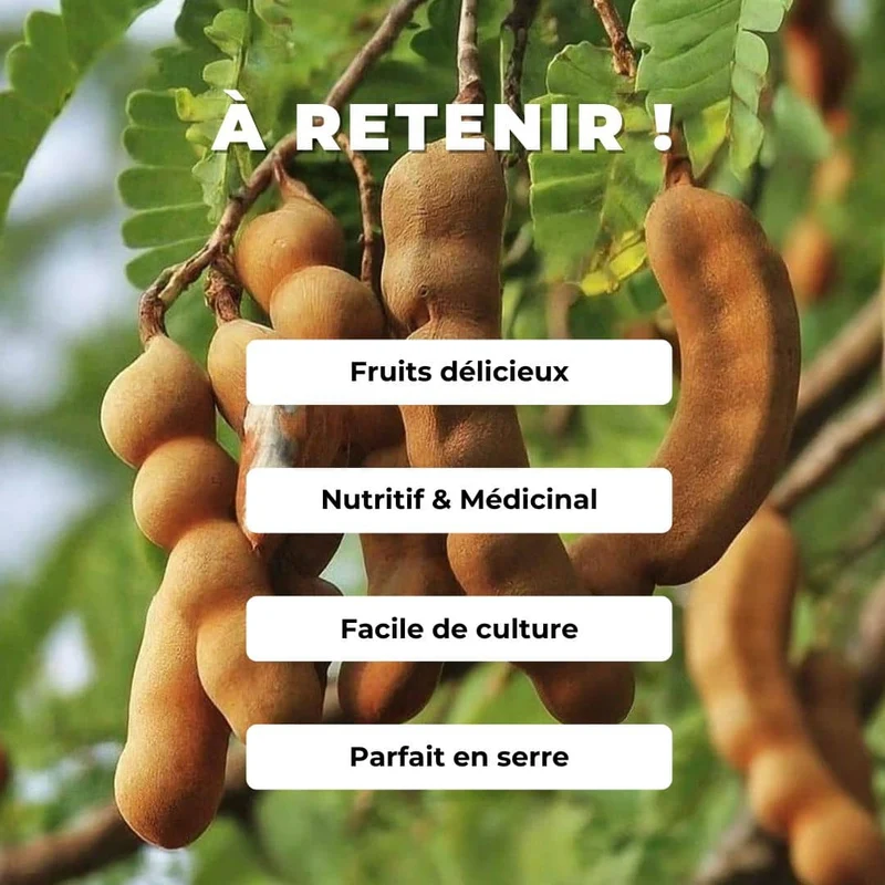 Tamarinier — Graines ou plant