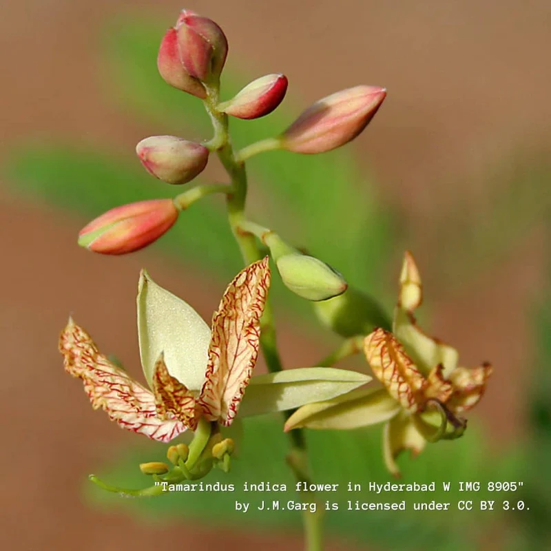 Tamarinier — Graines ou plant