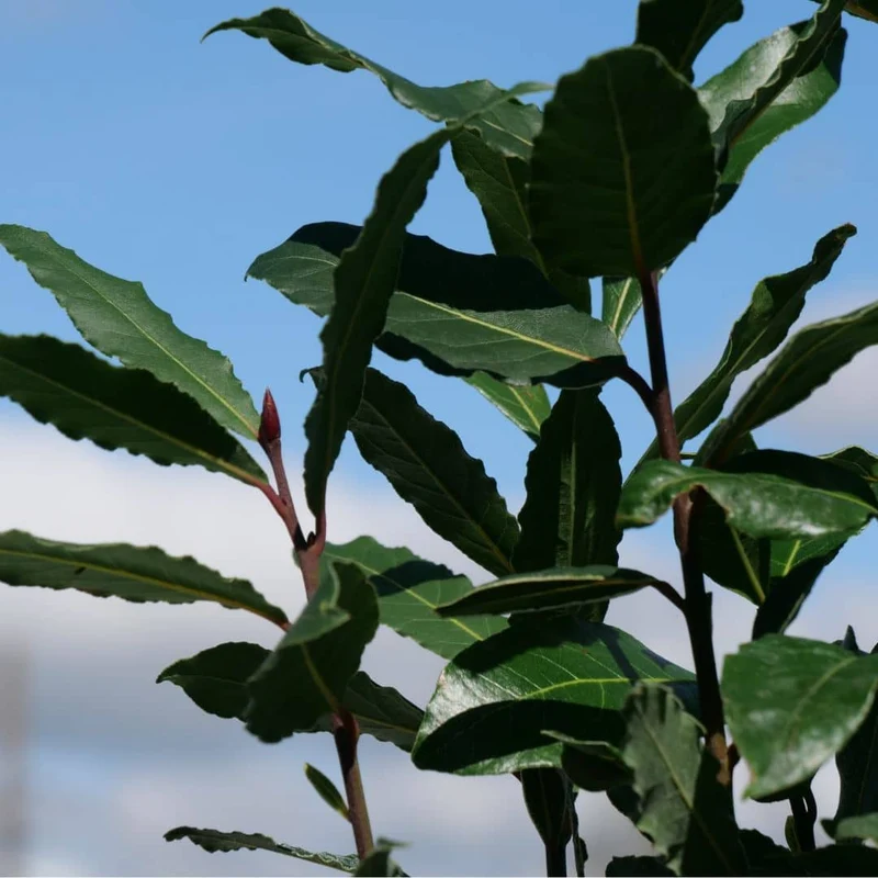 Laurier-sauce — jeune plant
