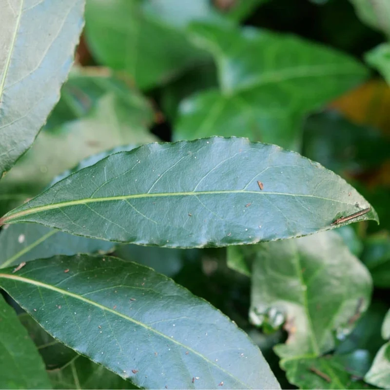 Laurier-sauce — jeune plant