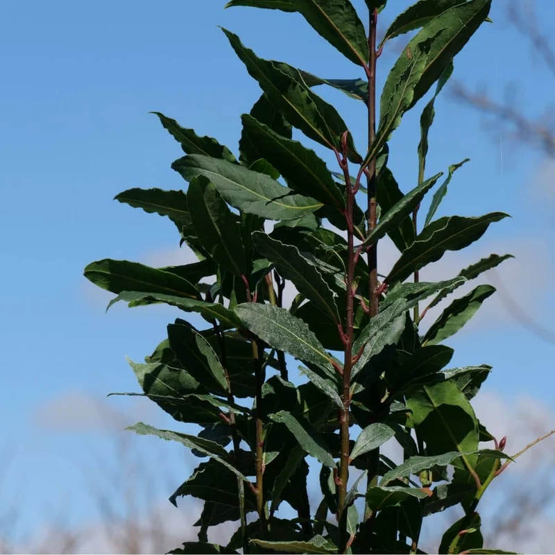 Laurier-sauce — jeune plant