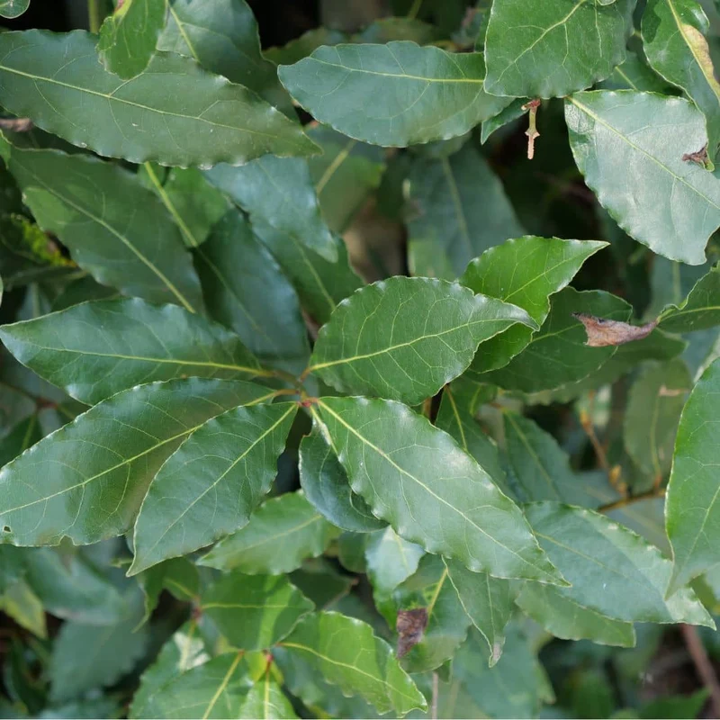 Laurier-sauce — jeune plant